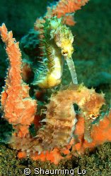 Thorny Seahorses Dauin Dumagutte at 25m. by Shauming Lo 